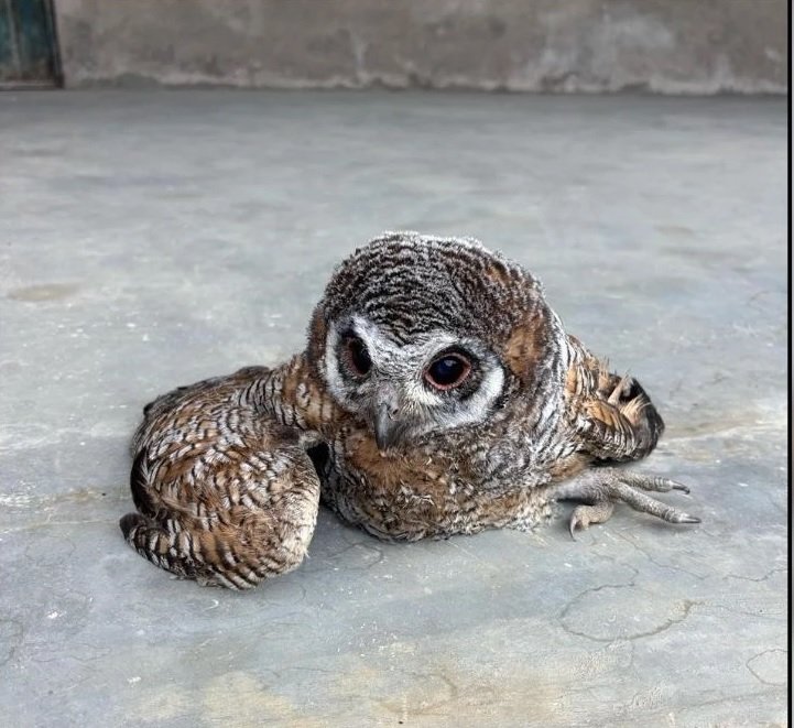 Korba Injured Owl News