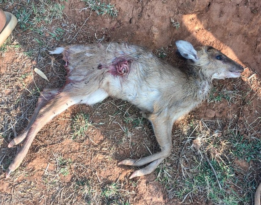 Kotri Ki Maut News : प्यास से बेहाल जंगल से निकला कोटरी, गांव में कुत्तों का शिकार बना 1 Kotri Ki Maut News