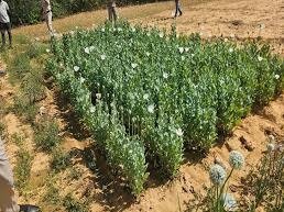 Opium Farming Case