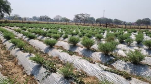 Organic Farming Success Story 2