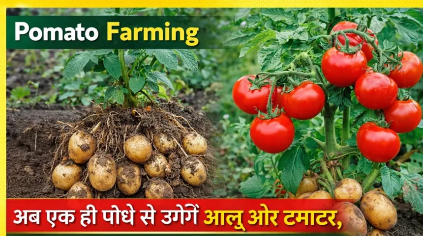 Pomato Farming : अब एक ही पौधे से उगेंगे आलू और टमाटर 1 Pomato Farming