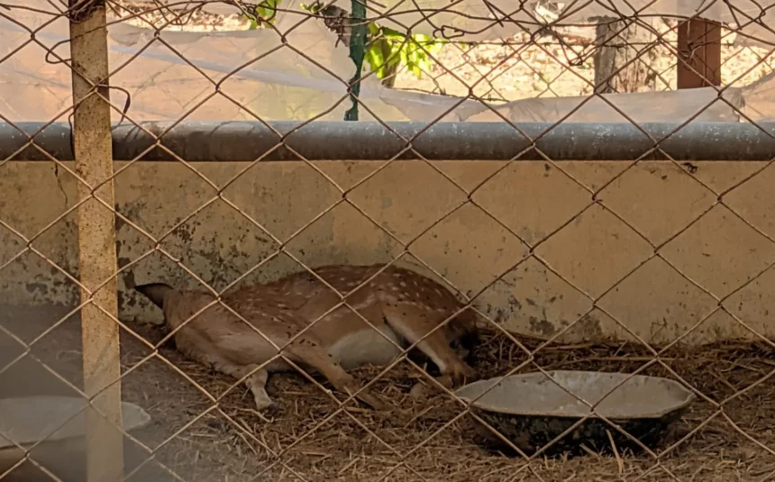 Sanjay Park Incident