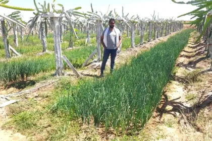 Dragon Fruit Farming Profit