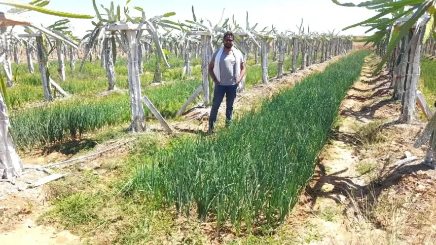 Dragon Fruit Farming Profit