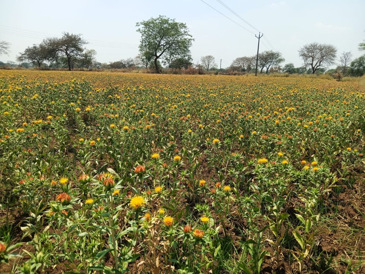 Balod Kusum Farming 