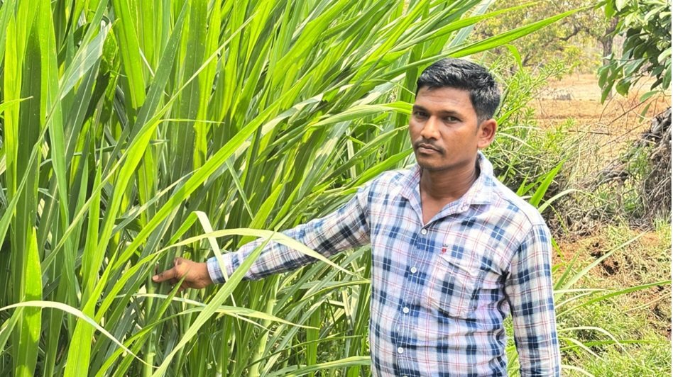 Dairy Farming Success Story