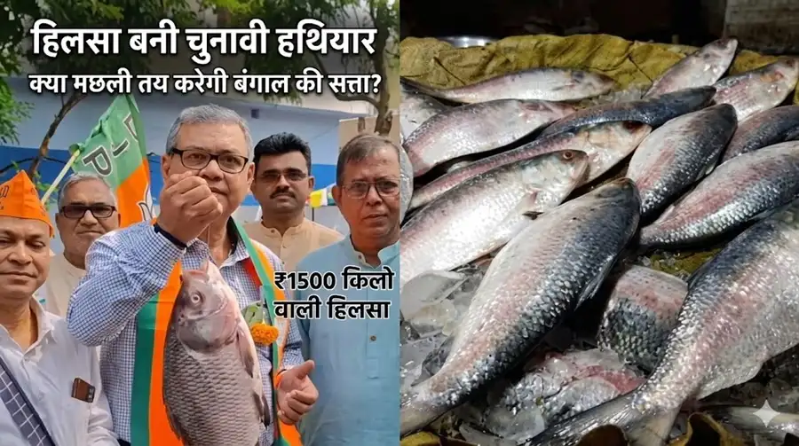 Hilsa Politics