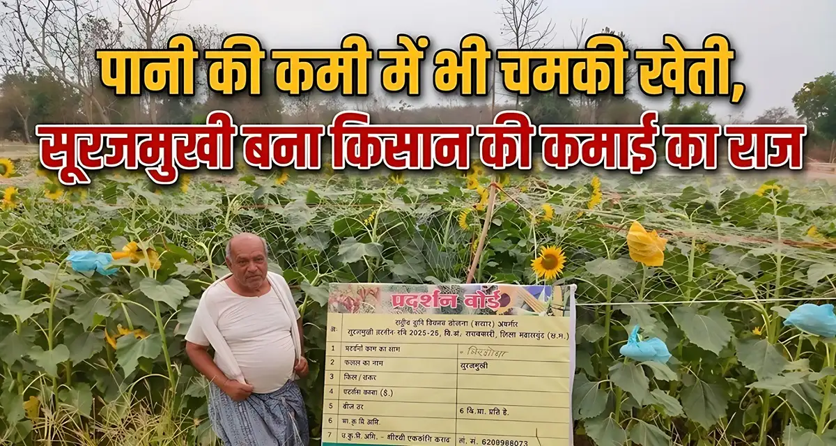 Surajmukhi Ki Kheti