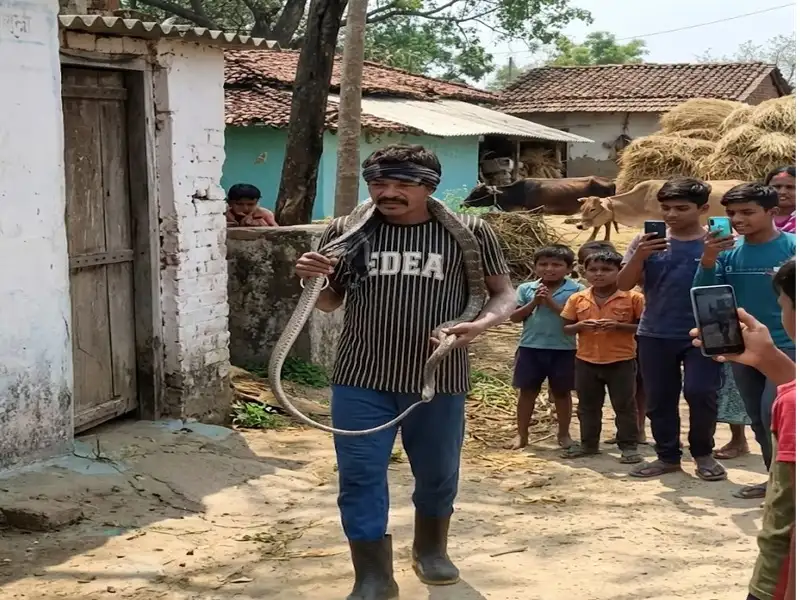 Surguja Snake Video