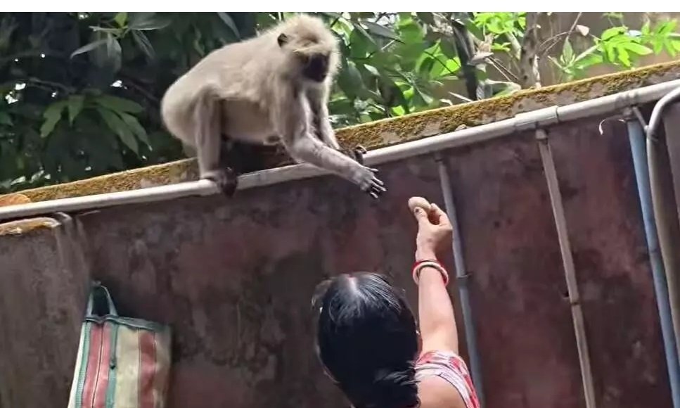 Viral Monkey Video