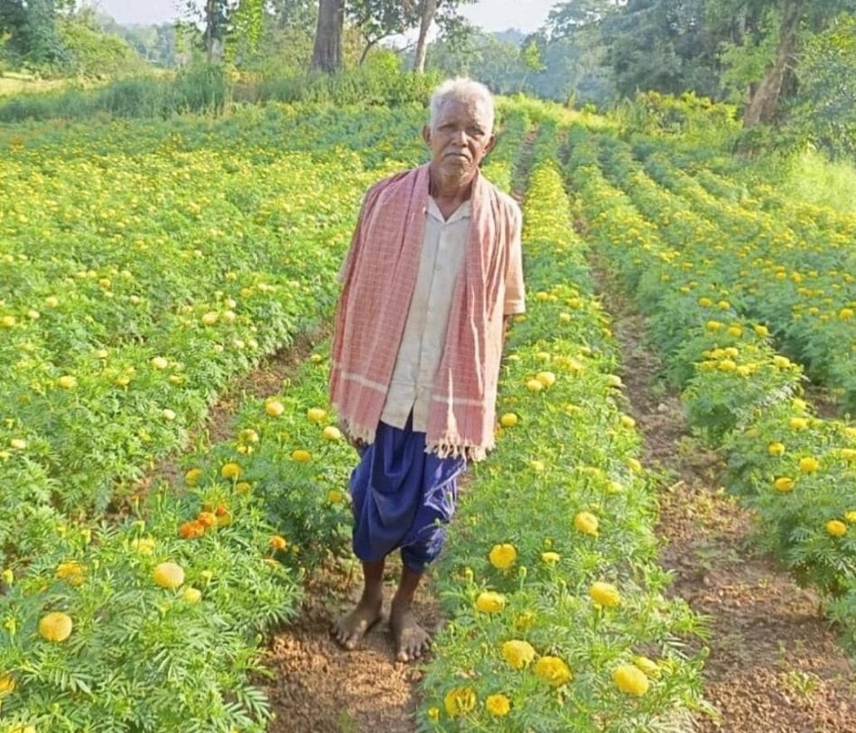 Marigold Farming Raigarh