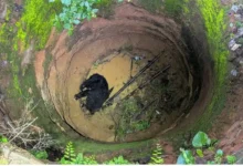 Bear Rescue Korba : कटहल की खुशबू खींच लाई मौत के मुहाने तक... 15 घंटे बाद जिंदगी की ओर लौटा भालू