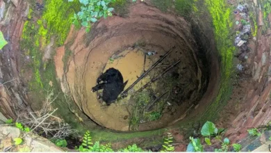 Bear Rescue Korba : कटहल की खुशबू खींच लाई मौत के मुहाने तक... 15 घंटे बाद जिंदगी की ओर लौटा भालू