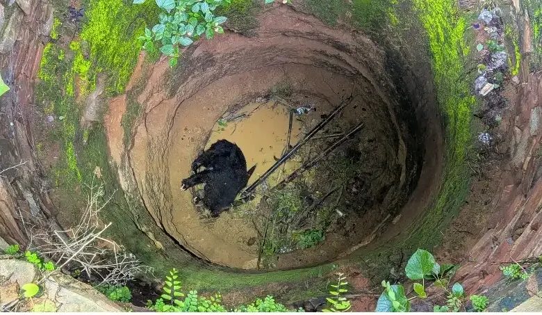 Bear Rescue Korba : कटहल की खुशबू खींच लाई मौत के मुहाने तक... 15 घंटे बाद जिंदगी की ओर लौटा भालू