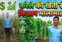 Bitter Gourd Farming : करेले की खेती ने बदली किसान की तकदीर, आधुनिक तकनीक से बढ़ी आय