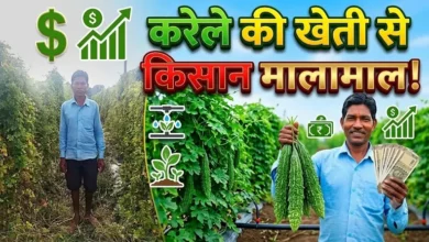 Bitter Gourd Farming : करेले की खेती ने बदली किसान की तकदीर, आधुनिक तकनीक से बढ़ी आय