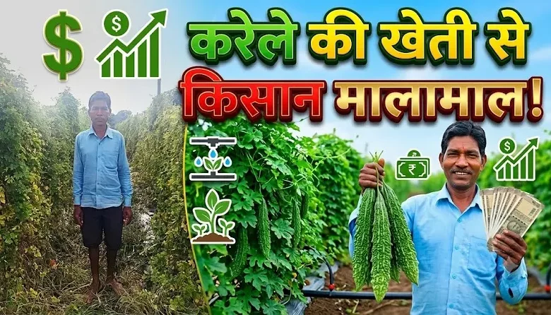 Bitter Gourd Farming : करेले की खेती ने बदली किसान की तकदीर, आधुनिक तकनीक से बढ़ी आय