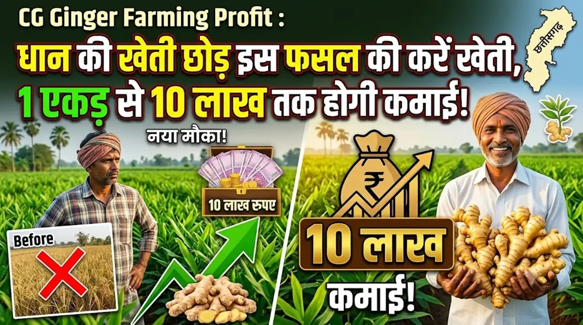 CG Ginger Farming Profit