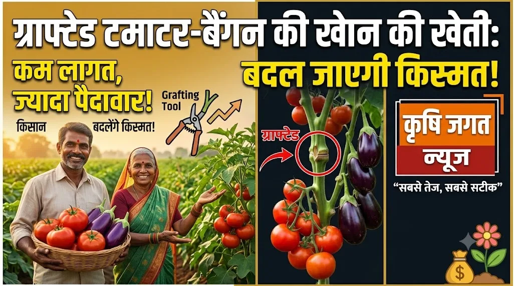 Grafted Vegetable Farming
