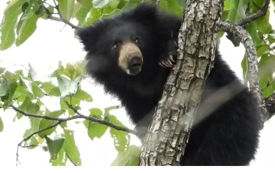 Honey Bear Video
