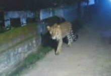 Jagdalpur Me Tiger : 36गढ़ के इस शहर में बाघ की दस्तक, सीसीटीवी वीडियो से बढ़ी दहशत