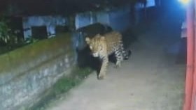 Jagdalpur Me Tiger : 36गढ़ के इस शहर में बाघ की दस्तक, सीसीटीवी वीडियो से बढ़ी दहशत
