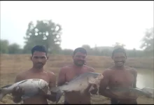 Fish Farming : तालाब में पाली मछलियां, 35 हजार की खर्च में 1.30 लाख रुपये का मुनाफा
