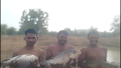 Fish Farming : तालाब में पाली मछलियां, 35 हजार की खर्च में 1.30 लाख रुपये का मुनाफा