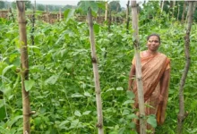 Barbati Farming : मचान विधि से करें बरबटी की खेती, मिलेगा बंपर फायदा