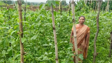 Barbati Farming : मचान विधि से करें बरबटी की खेती, मिलेगा बंपर फायदा