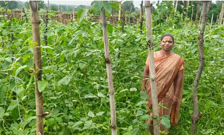 Barbati Farming : मचान विधि से करें बरबटी की खेती, मिलेगा बंपर फायदा