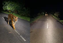 Bijapur Me Dikha Tiger : दो दिन से सड़क पर बाघिन की दस्तक, कैमरे में कैद हुई इंद्रावती की नई उम्मीद