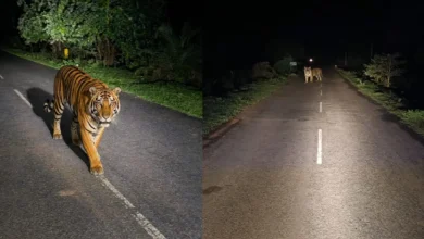 Bijapur Me Dikha Tiger : दो दिन से सड़क पर बाघिन की दस्तक, कैमरे में कैद हुई इंद्रावती की नई उम्मीद