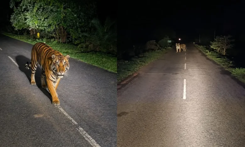 Bijapur Me Dikha Tiger : दो दिन से सड़क पर बाघिन की दस्तक, कैमरे में कैद हुई इंद्रावती की नई उम्मीद