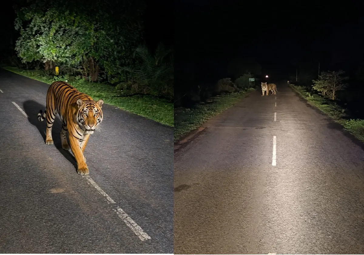 Bijapur Me Dikha Tiger : दो दिन से सड़क पर बाघिन की दस्तक, कैमरे में कैद हुई इंद्रावती की नई उम्मीद
