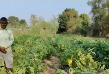 Brinjal Farming Success : धान छोड़ ग्राफ्टेड बैंगन की खेती अपनाई, अब बढ़ी आय और बेटे को ICAR में दिलाई पढ़ाई
