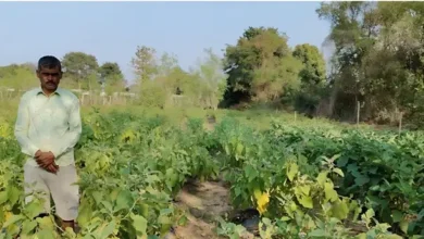 Brinjal Farming Success : धान छोड़ ग्राफ्टेड बैंगन की खेती अपनाई, अब बढ़ी आय और बेटे को ICAR में दिलाई पढ़ाई