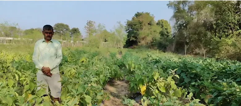 Brinjal Farming Success : धान छोड़ ग्राफ्टेड बैंगन की खेती अपनाई, अब बढ़ी आय और बेटे को ICAR में दिलाई पढ़ाई