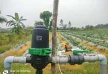 Drip Irrigation Tomato Farming  : टमाटर-गोभी की खेती में आधी हुई लागत, मुनाफा देख किसान भी हैरान