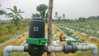 Drip Irrigation Tomato Farming  : टमाटर-गोभी की खेती में आधी हुई लागत, मुनाफा देख किसान भी हैरान
