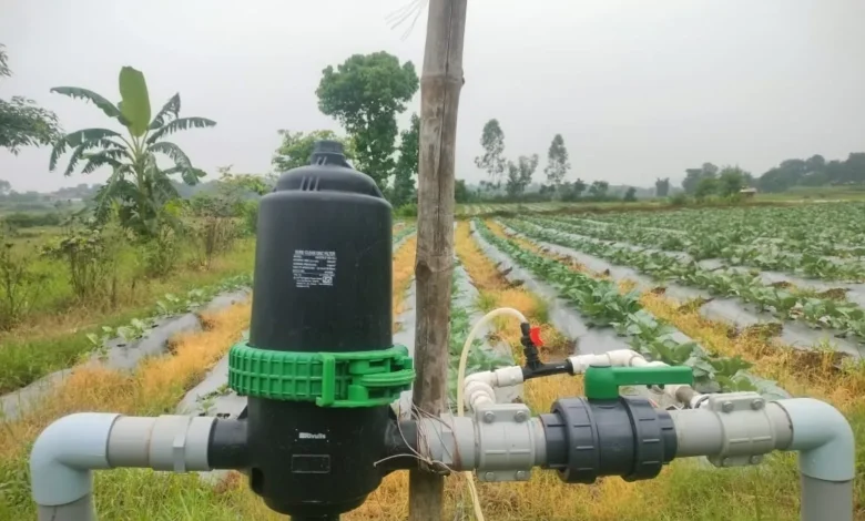 Drip Irrigation Tomato Farming  : टमाटर-गोभी की खेती में आधी हुई लागत, मुनाफा देख किसान भी हैरान