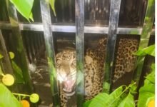 Leopard Rescue Operation : टला बड़ा खतरा, पिंजरे में कैद हुआ खतरनाक तेंदुआ