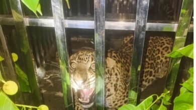 Leopard Rescue Operation : टला बड़ा खतरा, पिंजरे में कैद हुआ खतरनाक तेंदुआ