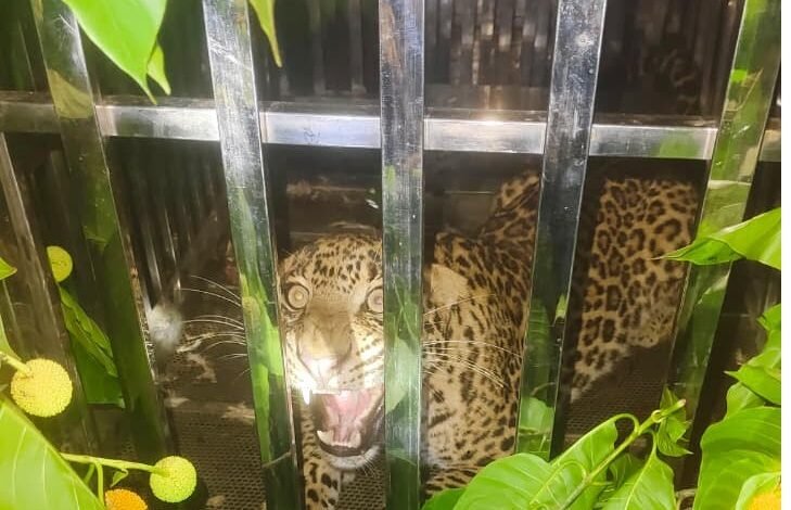 Leopard Rescue Operation : टला बड़ा खतरा, पिंजरे में कैद हुआ खतरनाक तेंदुआ