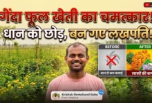 Marigold Flower Farming Benefits : धान से नहीं मिली ज्यादा कमाई, गेंदा फूल की खेती ने किसान को बनाया लखपति