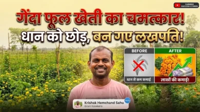Marigold Flower Farming Benefits : धान से नहीं मिली ज्यादा कमाई, गेंदा फूल की खेती ने किसान को बनाया लखपति