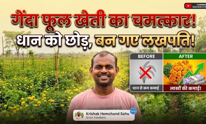 Marigold Flower Farming Benefits : धान से नहीं मिली ज्यादा कमाई, गेंदा फूल की खेती ने किसान को बनाया लखपति