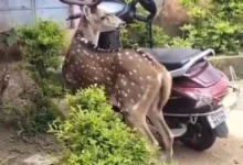 School Deer Video : स्कूल में पहुंचा 1 हिरण, बच्चों ने देखा तो रह गए हैरान