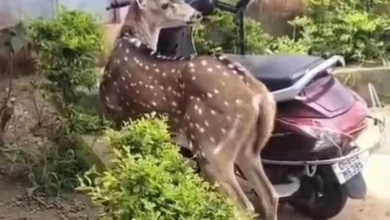 School Deer Video : स्कूल में पहुंचा 1 हिरण, बच्चों ने देखा तो रह गए हैरान