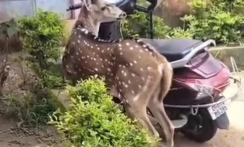 School Deer Video : स्कूल में पहुंचा 1 हिरण, बच्चों ने देखा तो रह गए हैरान